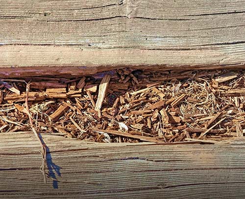 Dry rot in wood