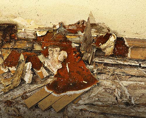 wooden floor decayed by dry rot ( Serpula lacrymans, the most dangerous fungus in buildings )