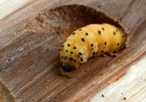 woodworm-468x350 woodworm