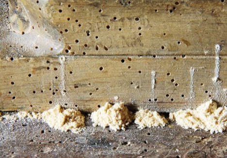 Woodworm in wood